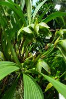 Eric Young Orchid Foundation