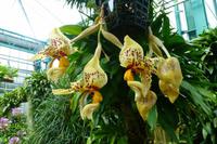 Eric Young Orchid Foundation