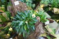 Eric Young Orchid Foundation