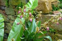 Eric Young Orchid Foundation