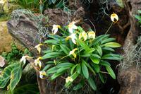 Eric Young Orchid Foundation