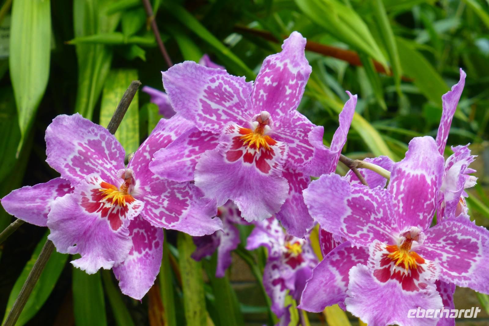 Eric Young Orchid Foundation