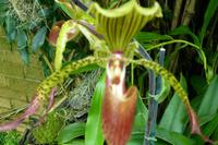 Eric Young Orchid Foundation