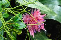 Eric Young Orchid Foundation