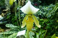 Eric Young Orchid Foundation