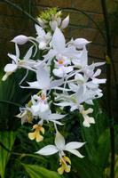 Eric Young Orchid Foundation