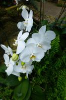 Eric Young Orchid Foundation