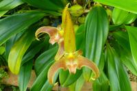 Eric Young Orchid Foundation