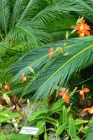 Eric Young Orchid Foundation