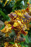 Eric Young Orchid Foundation