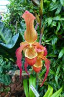 Eric Young Orchid Foundation