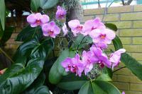 Eric Young Orchid Foundation