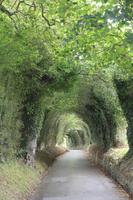 Baumkronen Allee in der Inselmitte von Jersey