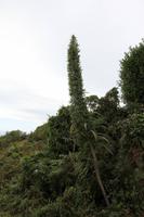 Natternkopf - Echium pininana