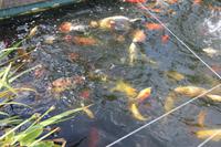 Koikarpfen im Gartenteich bei Mr. Miller