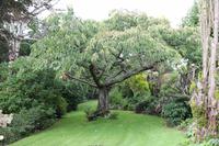 Im Garten von Mrs. Lee auf Jersey