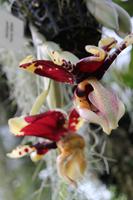 Eric Young Orchideen Ausstellung