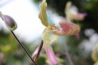 Eric Young Orchideen Ausstellung