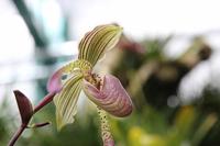 Eric Young Orchideen Ausstellung