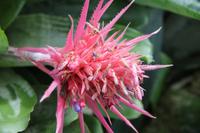 Eric Young Orchideen Ausstellung