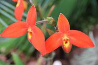 Eric Young Orchideen Ausstellung