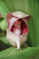 Eric Young Orchideen Ausstellung