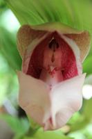 Eric Young Orchideen Ausstellung