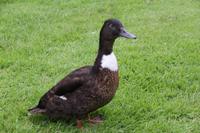 Enten im Park von Samares Manor