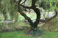 Im Japanischen Garten in Samares Manor 