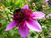 Sark - La Seigneurie Gardens