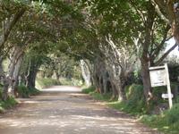 idlyllische Dorfstraßen auf Sark