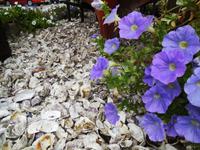 Austerndeko in Gorey