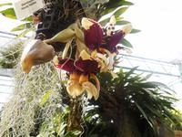 Orchidee im Orchideengarten