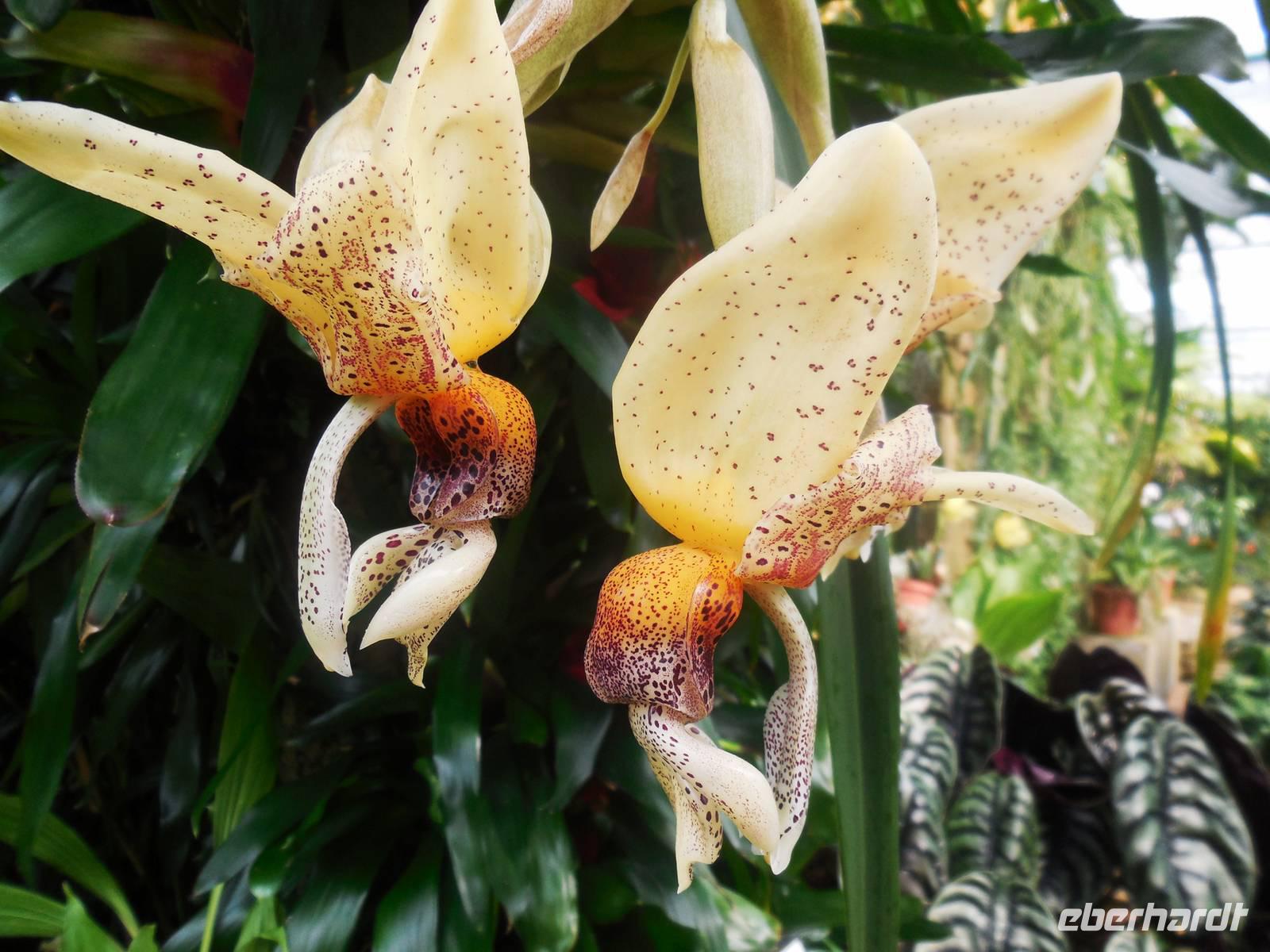 Orchideen im Orchideengarten