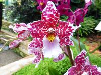 Eric Young Orcid Foundation