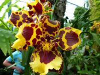 Eric Young Orcid Foundation