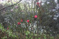 Auf der Insel Sark, La Seigneurie Garten