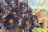 Auf der Insel Sark, La Seigneurie Garten