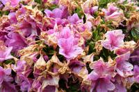 Auf der Insel Sark, La Seigneurie Garten