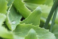 Auf der Insel Sark, La Seigneurie Garten