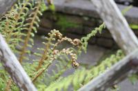 Auf der Insel Sark, La Seigneurie Garten