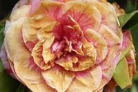 Auf Guernsey, Candie Gardens