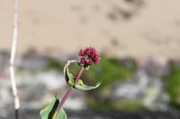 Auf Jersey, St. Brelade