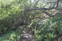 Auf Jersey, während der Wanderung an der Steilküsten im Norden Jerseys