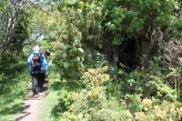 Auf Jersey, während der Wanderung an der Steilküsten im Norden Jerseys