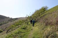 Auf Jersey, während der Wanderung an der Steilküsten im Norden Jerseys