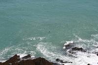Auf Jersey, während der Wanderung an der Steilküste im Norden Jerseys, zwei kleine Robben