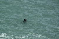 Auf Jersey, während der Wanderung an der Steilküste im Norden Jerseys, kleine Robbe