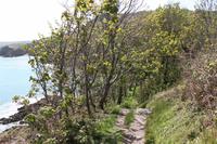 Auf Jersey, während der Wanderung an der Steilküste im Norden Jerseys