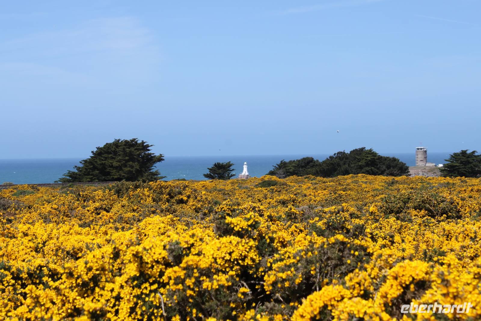 Auf Jersey, während der Wanderung zum Corbiere Leuchtturm